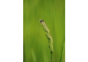 Wiesen-Knäuelgras (Dactylis glomerata) - © Emanuel Trummer